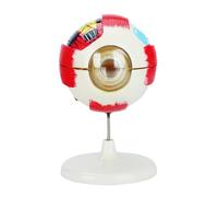 Anatomie de l'œil humain amovible en PVC - Modèle 6X élargi - Boule oculaire anatomique pour les paramètres cliniques et l'éducation scientifique - Enseignement du globe oculaire en PVC