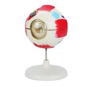 Anatomie de l'œil humain amovible en PVC modèle 6X élargi globe oculaire anatomique pour les paramètres cliniques et l'éducation scientifique oeil humain détachable