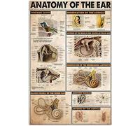 Anatomie de l'oreille Pharmacien Connaissances Plaques en métal Infographie Pharmacien Lecture Affiches Guide du pharmacien Plaques rétro Maison Clinique Pharmacie Salle Décoration murale 8x12