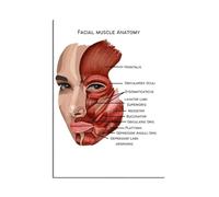Anatomie Des Muscles Faciaux, Affiches Et Impressions Sur Toile, Structure Du Corps, Squelette, Art Mural, Système Nerveux, Anatomie, Affiche Éducative Médicale 30X40Cm Sans Cadre