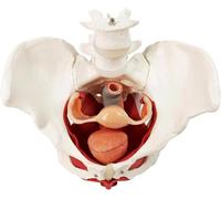 Anatomie du Corps Humain Modèle De Bassin Féminin Et Périnée avec Organes Amovibles, Montage Magnétique pour l'enseignement Et L'apprentissage, A