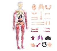 Anatomie Du Corps Humain Pour Les | Jouets Éducatifs Pour Apprendre Sur Le Corps Humain | Modèle Interactif D'anatomie - Pour L'éducation À La Maison Salon Chambre Salle De Jeux Et Ki