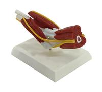 Anatomie du coude droit musculaire - Modèle anatomique du nerf articulaire - Pour un entraînement professionnel en classe
