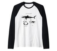 Anatomie du Grand Requin Blanc Manche Raglan