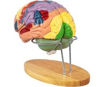 Anatomie du modèle de Cerveau Humain, modèle Anatomique du Cerveau Humain 2X Grandeur Nature pour Les neurosciences avec 4 modèles de Cerveau détachables à Code Couleur pour l'apprentissage