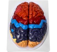 Anatomie du Modèle De Cerveau, Modèle De Cerveau pour La Psychologie, Anatomie Grandeur Nature 1 : 1, Modèle De Cerveau Humain, Modèle De Cerveau Précis Anatomique avec Base, Red