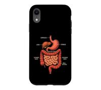 Anatomie du système digestif Gastroentérologie Médical Coque pour iPhone XR