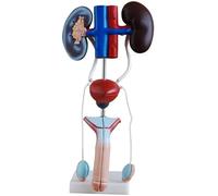 Anatomie du système génito-urinaire masculin avec reins, vessie et uretères - Modèle d'anatomie d'organe humain for l'éducation médicale les outils de formation