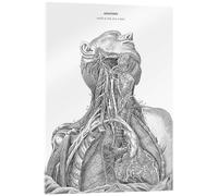 Anatomie du système nerveux dans le cœur, le cou et le bras Tableau en verr | 100 x 130 cm Tableaux Décoration murale