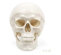 Anatomie Élémentaire Modèle de Crâne - Crâne Humain en 3 Parties à Taille Réelle avec Calotte Amovible et Mâchoire Mobile, PVC Durable
