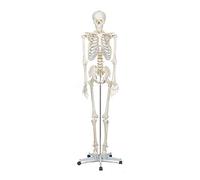 Elementary Anatomy - Modèle de squelette humain - Squelette grandeur nature 175 cm - comprend deux posters d'anatomie humaine et un support - Buddy the Budget Skeleton - Halloween