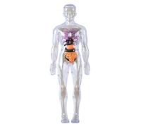 Anatomie et physiologie Humaine, modèle Humain pour Les Enfants pour Les Enfants détachables visualisés 3D Anatomy Model illuminement Scientifique Les Jouets cultivations la curiosité des co