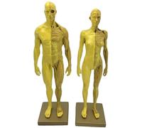 Anatomie féminine et Masculine, modèle Anatomique du Corps Humain, musculo-squelettique, for étude Scolaire, enseignement, démonstration, 30 cm (11,8 Pouces)