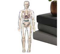 Anatomie Humaine Enfant - Kit Scientifique Corps Enfant avec Squelette Détaillé | Figurine Interactive Éducative Squelette Jouet Pédagogique pour Étude Scolaire Maison Apprentissage