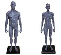Anatomie humaine masculine et féminine, modèle de peau écorche, fournitures laboratoire, référence anatomique for artistes