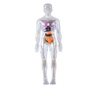 Anatomie humaine | Modèle de corps humain pour enfants, modèle d'anatomie 3D visualisé détachable, jouets scientifiques d'éveil, cultive, explore la curiosité, compétences pratiques, lumineux