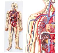 Anatomie humaine - Modèle du système circulatoire à des fins d'étude, d'éducation et d'enseignement de l'anatomie ; cœur détachable et squelette partiel nbsp Modèles d'anatomie humaine A