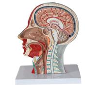 Anatomie Humaine Scientifique Crâne Humain Tête Cou Modèle Anatomique Plan sagittal Muscle Superficiel Modèle de Nerf Anatomie musculo-squelettique Enseignement Humain