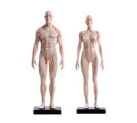 Anatomie humaine Tête de mort - Figurine musculosquelettique en résine 30 cm pour l'étude médicale et artistique