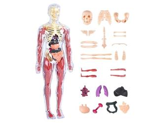 Anatomie - Kit Modèle Squelette Et | Jouet Éducatif Science Pour 4-8 Ans | Modèle Apprentissage Anatomie Maison/École, Cadeau Anniversaire, ABS PP, 260g
