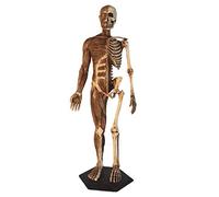Anatomie Masculine - Modèle Anatomique de Squelette Musculaire Humain, Peinture, modèle d'art, Figure Anatomique médicale, Muscle Humain, os, Peau et Sculpture, Peinture, Art