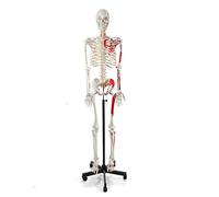 Anatomie médicale 70,8 Pouces Modèle de Squelette Humain pour l'anatomie 180 cm Modèle de Squelette Humain médical Grand