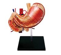 anatomie, Modèle anatomique de l'estomac en 4D à assembler - d'estomac détachable 12 parties monter soi-même Idéal for l'enseignement, l'exposition et les cadeaux