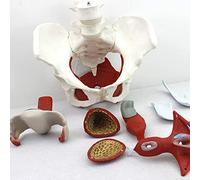anatomie, Modèle anatomique du bassin et périnée féminins avec organes amovibles, modèle des muscles pelviens, médical en 6 parties for l'enseignement l'apprentissage, outil de présentation