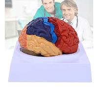 anatomie, Modèle anatomique du cerveau en deux parties, à taille réelle et codé par couleur, avec socle d'exposition for l'étude l'enseignement e sciences