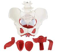 anatomie, Modèle anatomique médical du bassin féminin avec organes amovibles, en 6 parties, taille réelle, for outils pédagogiques visuels
