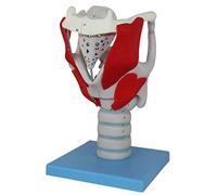 anatomie, Modèle d'amplification de la structure et fonction du larynx humain - anatomique gorge Indicateur en 24 parties for l'enseignement présentation l'anatomie humaine