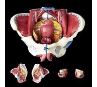 anatomie, Modèle de bassin féminin à l'échelle 1:1 avec muscles du plancher pelvien et périnée ; modèle d'anatomie féminine détachable for l'enseignement l'appareil reproducteur