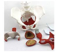 Anatomie Modèle de Bassin féminin Humain avec Un modèle de Muscle pelvien pelvien avec utérus de Sol avec Un Cours de Formation à la Clinique de la Clinique de la Clinique du médecin