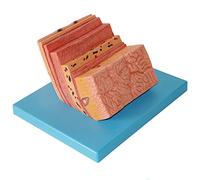 anatomie, Modèle de paroi l'estomac humain - d'élargissement la du système digestif anatomique gastrique en PVC Outil pédagogique médical scolaire et laboratoire