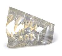 anatomie, Modèle dentaire transparent for chat - Réplique anatomique de la mâchoire et des dents du Outil pédagogique for cabinet vétérinaire