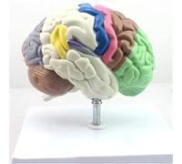Anatomie modèle, Segmentation du Cerveau Humain modèle, Structure Fonctionnelle, Segmentation des Couleurs, Corps Humain, Taille réelle, enseignement médical