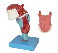 anatomie, Modèles anatomiques du larynx humain avec langue, modèle médical de la gorge, squelette anatomique, 5 parties, 55 indications numériques, for l'enseignement et présentation
