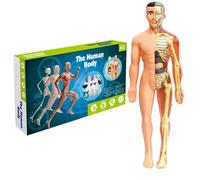 Anatomie pour enfants, modèle de corps humain pour enfants 11, 2 pouces, modèle d'anatomie humaine semi-transparent amovible, orgue réaliste et squelette scientifique, jouets éducatifs, cadeaux pour l