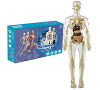 Anatomie pour enfants, modèle de corps humain pour enfants 11, 2 pouces, modèle d'anatomie humaine transparent et amovible, orgue réaliste et squelette, jouets éducatifs, cadeaux pour de 7 à 1