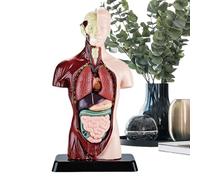 Anatomie pour : jouets d'apprentissage STEM interactifs et amovibles, modèles anatomiques du corps humain, pour garçons et filles à partir de 6 ans pour la maison, l'école et comme cadeau pour