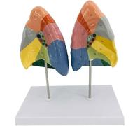 Anatomie pulmonaire Modèle colorimétrique de Segment pulmonaire avec Texture Claire et partition numérique étiquetée et colorée Modèle de poumon du système respiratoire Modèle de poumon Humain