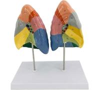 Anatomie pulmonaire Modèle colorimétrique de Segment pulmonaire avec Texture Claire et partition numérique étiquetée et colorée Modèle de poumon du système respiratoire Modèle de poumon Humain