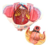 Anatomie Réparation post-partum Modèle osseux Modèle de bassin féminin humain Bassin avec modèle d'anatomie des muscles du plancher pelvien