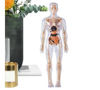 Anatomique - Figurine et Outils Jouets Phosphorescents - Modèle De Structure du Corps Humain | pour Garçons Et Filles 8+ Étude Biologie Physiologie Halloween