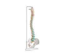 Anatomique Modèle Colonne Vertébrale, Flexible Colonne Vertébrale Avec Trépied