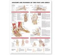 Anatomy and Injuries of the Foot and Ankle