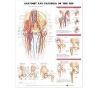Anatomy and Injuries of the Hip Anatomical Chart
