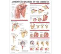 Anatomy and Injuries of the Shoulder Anatomical Chart