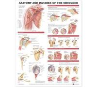 Anatomy and Injuries of the Shoulder Anatomical Chart