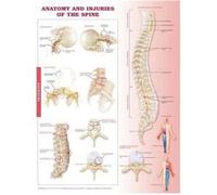 Anatomy And Injuries Of The Spine